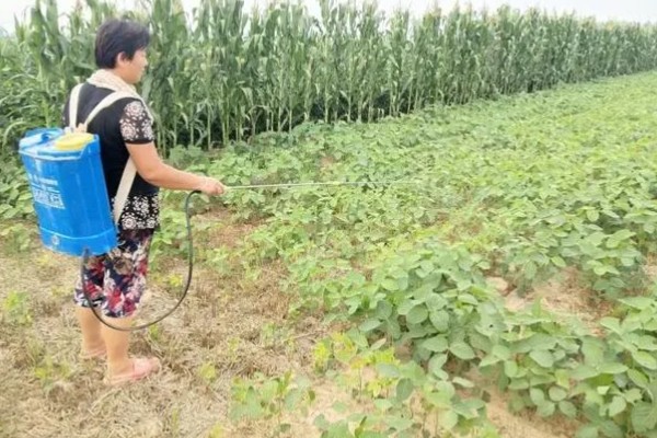 秋黄豆的增产有方法，要增施磷钾肥促粒重