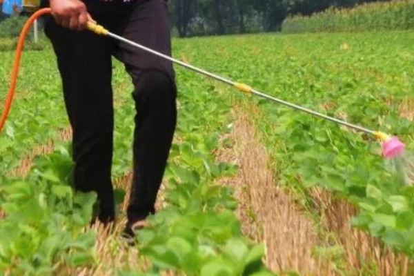 秋黄豆的增产有方法，要增施磷钾肥促粒重