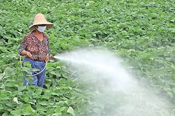 秋黄豆的增产有方法，要增施磷钾肥促粒重