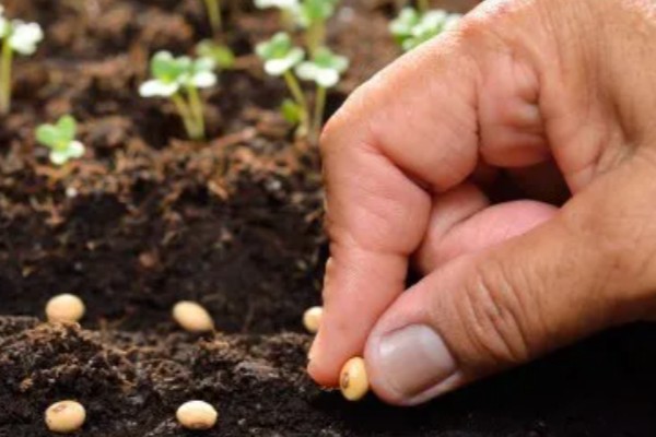 秋黄豆的增产有方法，要增施磷钾肥促粒重