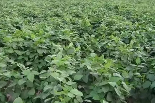 秋黄豆的增产有方法，要增施磷钾肥促粒重