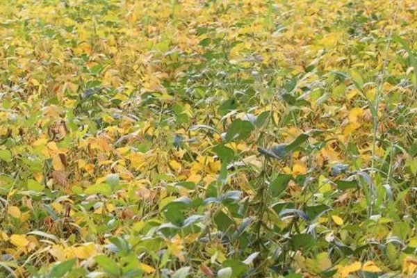 秋黄豆的增产有方法，要增施磷钾肥促粒重