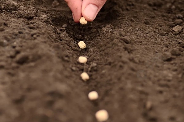 秋黄豆的增产有方法，要增施磷钾肥促粒重