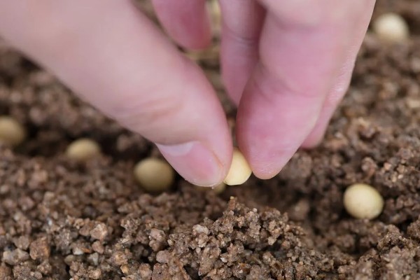 秋黄豆的增产有方法，要增施磷钾肥促粒重