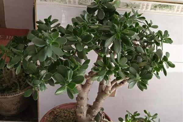 玉树换盆后蔫了怎么办，移到阴凉通风的环境中1-2周缓盆