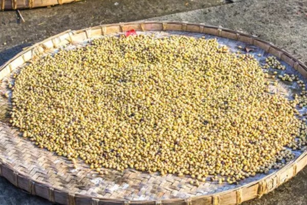 秋黄豆的增产有方法，要增施磷钾肥促粒重