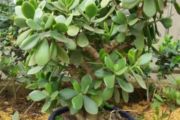 玉树换盆后蔫了怎么办，移到阴凉通风的环境中1-2周缓盆