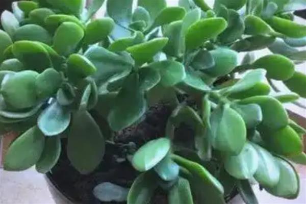 玉树换盆后蔫了怎么办，移到阴凉通风的环境中1-2周缓盆