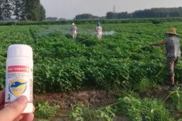 秋黄豆的增产有方法，要增施磷钾肥促粒重