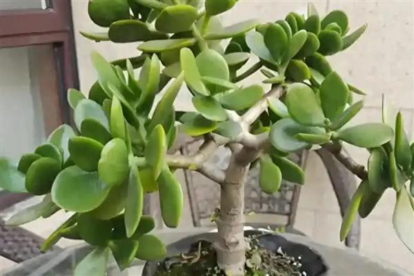 玉树换盆后蔫了怎么办，移到阴凉通风的环境中1-2周缓盆