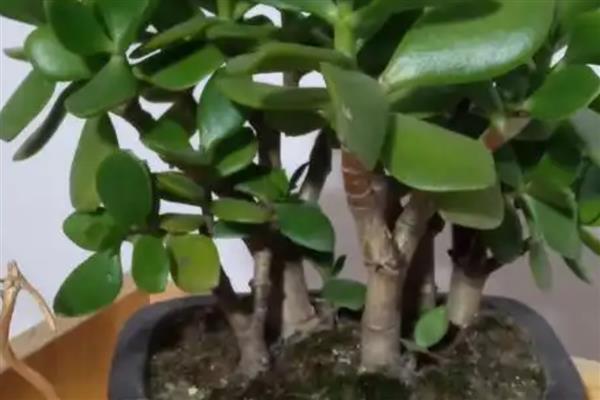 玉树换盆后蔫了怎么办，移到阴凉通风的环境中1-2周缓盆