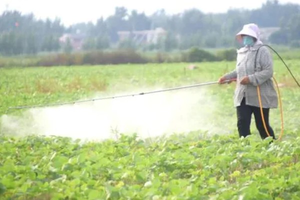 秋黄豆的增产有方法，要增施磷钾肥促粒重
