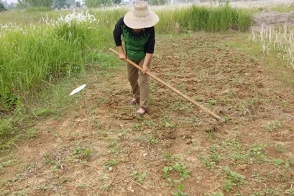 秋黄豆的增产有方法，要增施磷钾肥促粒重