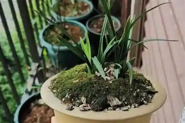 兰花怎么用沙子生根，细沙先需要暴晒消毒