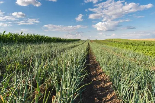 洋葱原产于哪里,很可能是中亚细亚、伊朗等地方