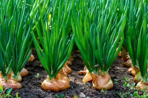 洋葱原产于哪里,很可能是中亚细亚、伊朗等地方