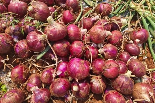 洋葱原产于哪里,很可能是中亚细亚、伊朗等地方