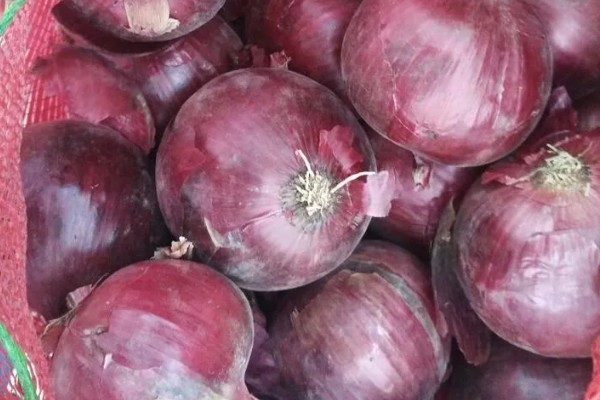 洋葱原产于哪里,很可能是中亚细亚、伊朗等地方