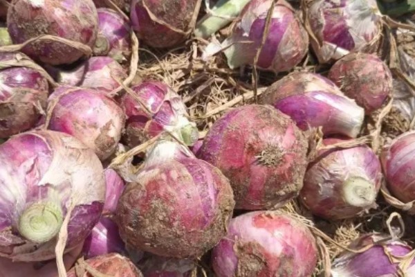 洋葱原产于哪里,很可能是中亚细亚、伊朗等地方