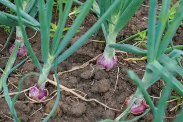 洋葱原产于哪里,很可能是中亚细亚、伊朗等地方