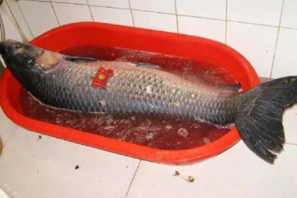 20斤大青鱼的价格，一斤售价12-15元左右