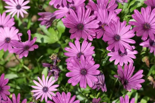 冬天瓜叶菊会冻死吗，瓜叶菊冬天会冻死