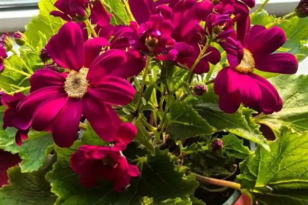 冬天瓜叶菊会冻死吗，瓜叶菊冬天会冻死