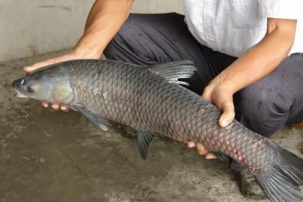 20斤大青鱼的价格，一斤售价12-15元左右