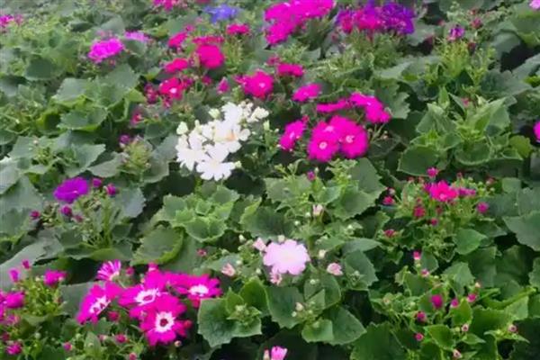 冬天瓜叶菊会冻死吗，瓜叶菊冬天会冻死