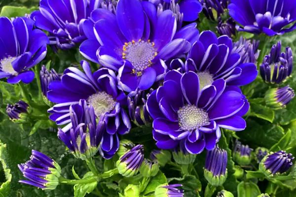 冬天瓜叶菊会冻死吗，瓜叶菊冬天会冻死