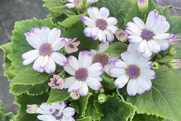 冬天瓜叶菊会冻死吗，瓜叶菊冬天会冻死