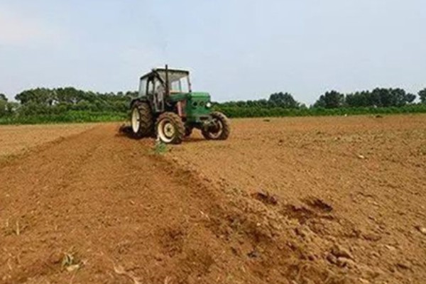 牛大力怎么种植,幼苗长出1-3片真叶时要间苗