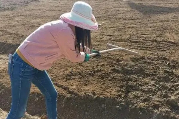 牛大力怎么种植,幼苗长出1-3片真叶时要间苗