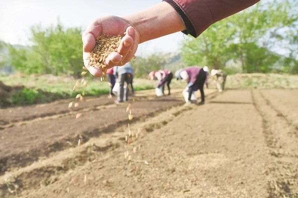 牛大力怎么种植,幼苗长出1-3片真叶时要间苗