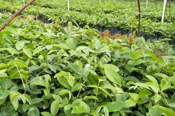 牛大力怎么种植,幼苗长出1-3片真叶时要间苗