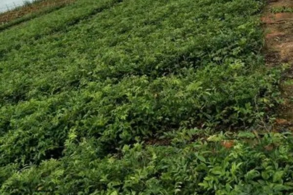 牛大力怎么种植,幼苗长出1-3片真叶时要间苗