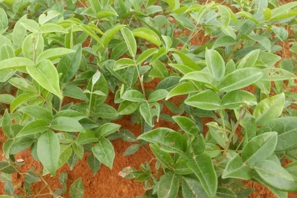 牛大力怎么种植,幼苗长出1-3片真叶时要间苗