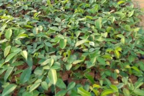 牛大力怎么种植,幼苗长出1-3片真叶时要间苗