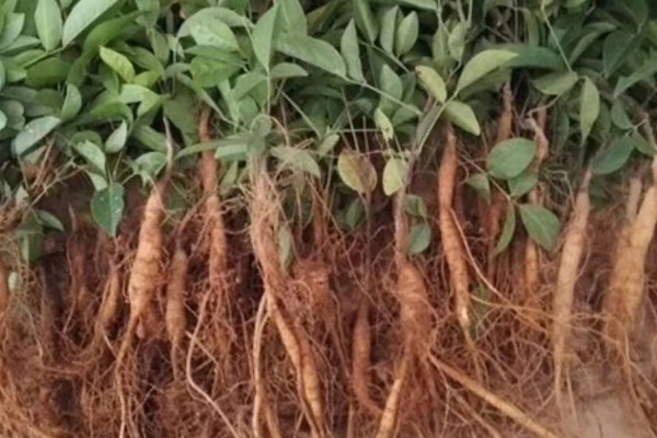 牛大力怎么种植,幼苗长出1-3片真叶时要间苗