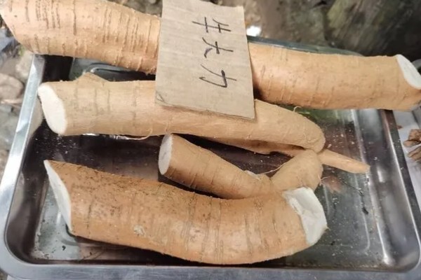 牛大力怎么种植,幼苗长出1-3片真叶时要间苗