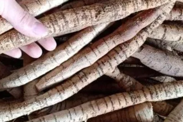 牛大力怎么种植,幼苗长出1-3片真叶时要间苗