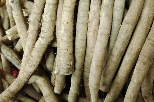 牛大力怎么种植,幼苗长出1-3片真叶时要间苗