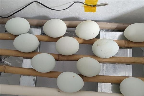 孵蛋器孵蛋的注意事项，机盘中的水位要盖过加热器