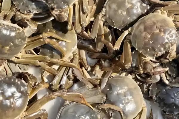 江西南昌的特产,有军山湖大闸蟹、生米藠头等