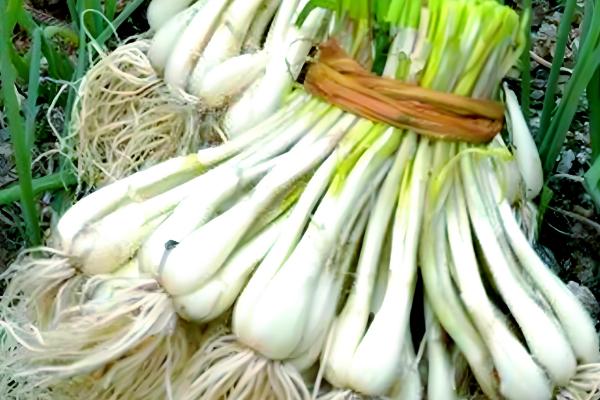 江西南昌的特产,有军山湖大闸蟹、生米藠头等