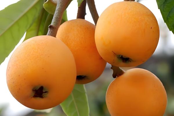 江西南昌的特产,有军山湖大闸蟹、生米藠头等