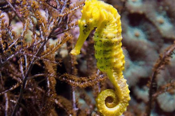 为什么海马是爸爸生孩子,是因为爸爸具有育儿囊