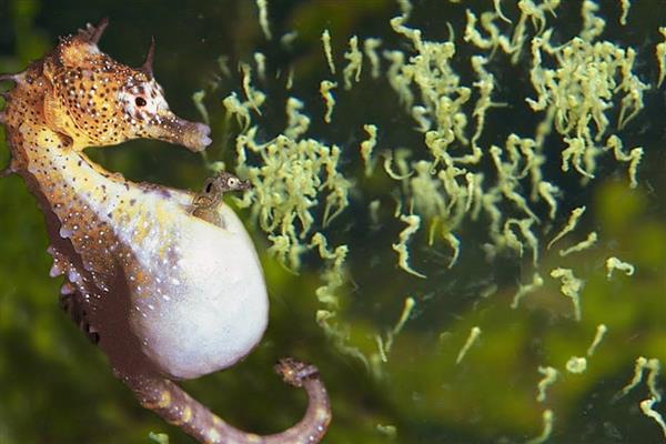 为什么海马是爸爸生孩子,是因为爸爸具有育儿囊