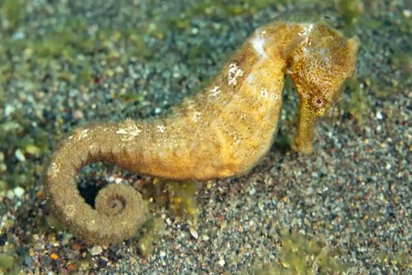 为什么海马是爸爸生孩子,是因为爸爸具有育儿囊