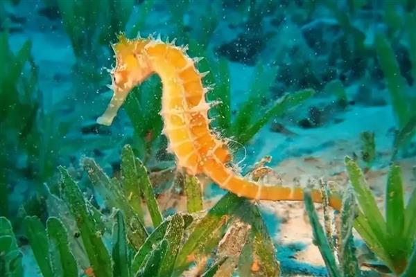 为什么海马是爸爸生孩子,是因为爸爸具有育儿囊